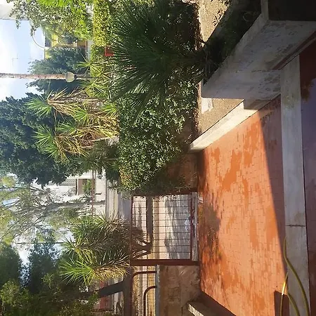 Jacaranda Lecce